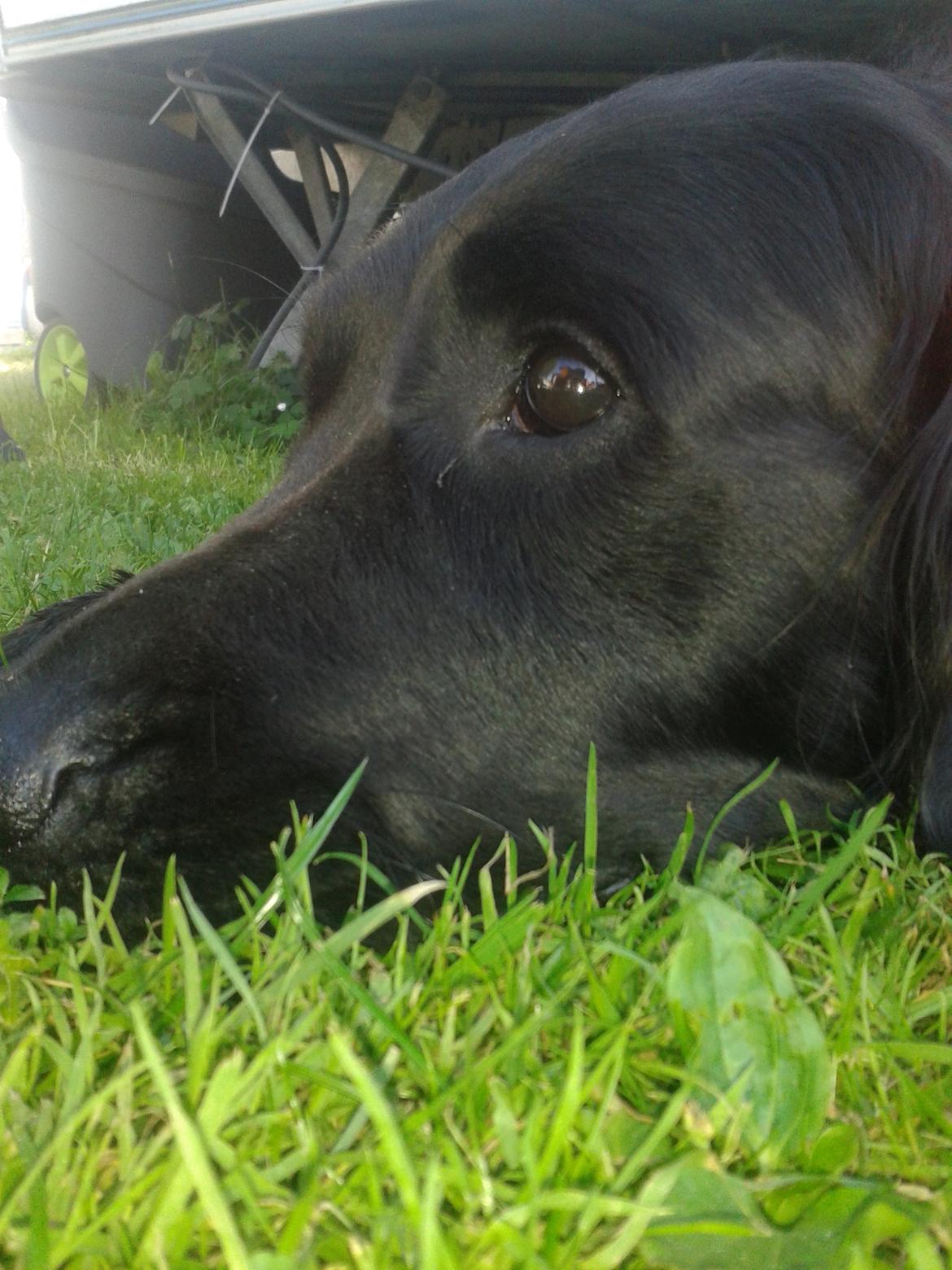 Blanding af racer Puf billede 8