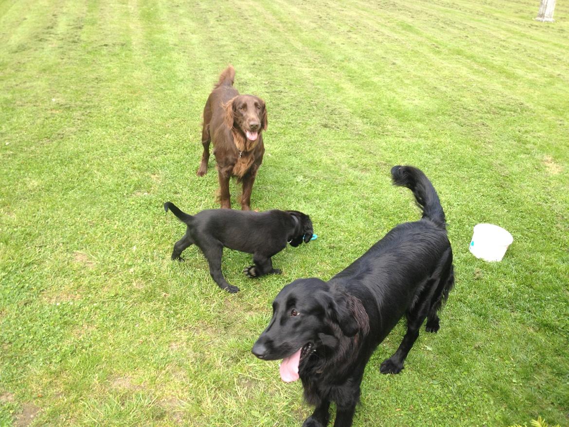 Flat coated retriever Bailey - Baileys første legekammerater. 2 flat tæver  billede 13