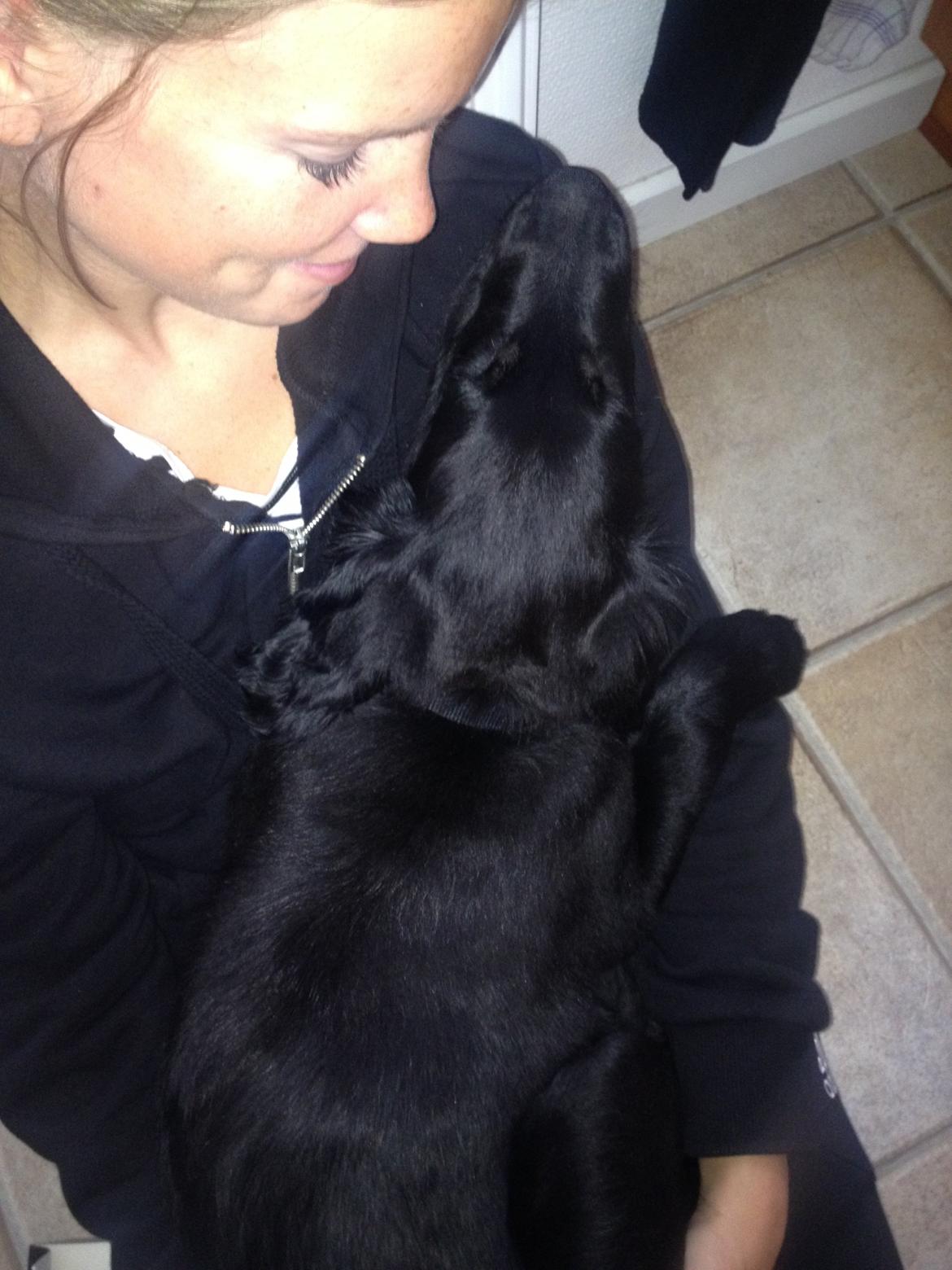 Flat coated retriever Bailey - 1. tur i skoven - som var meget hårdt  billede 16