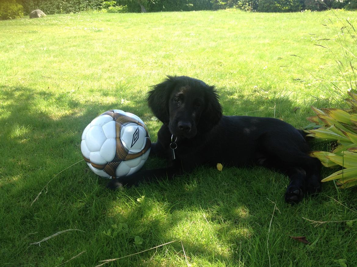 Flat coated retriever Bailey - 14 uger  billede 17