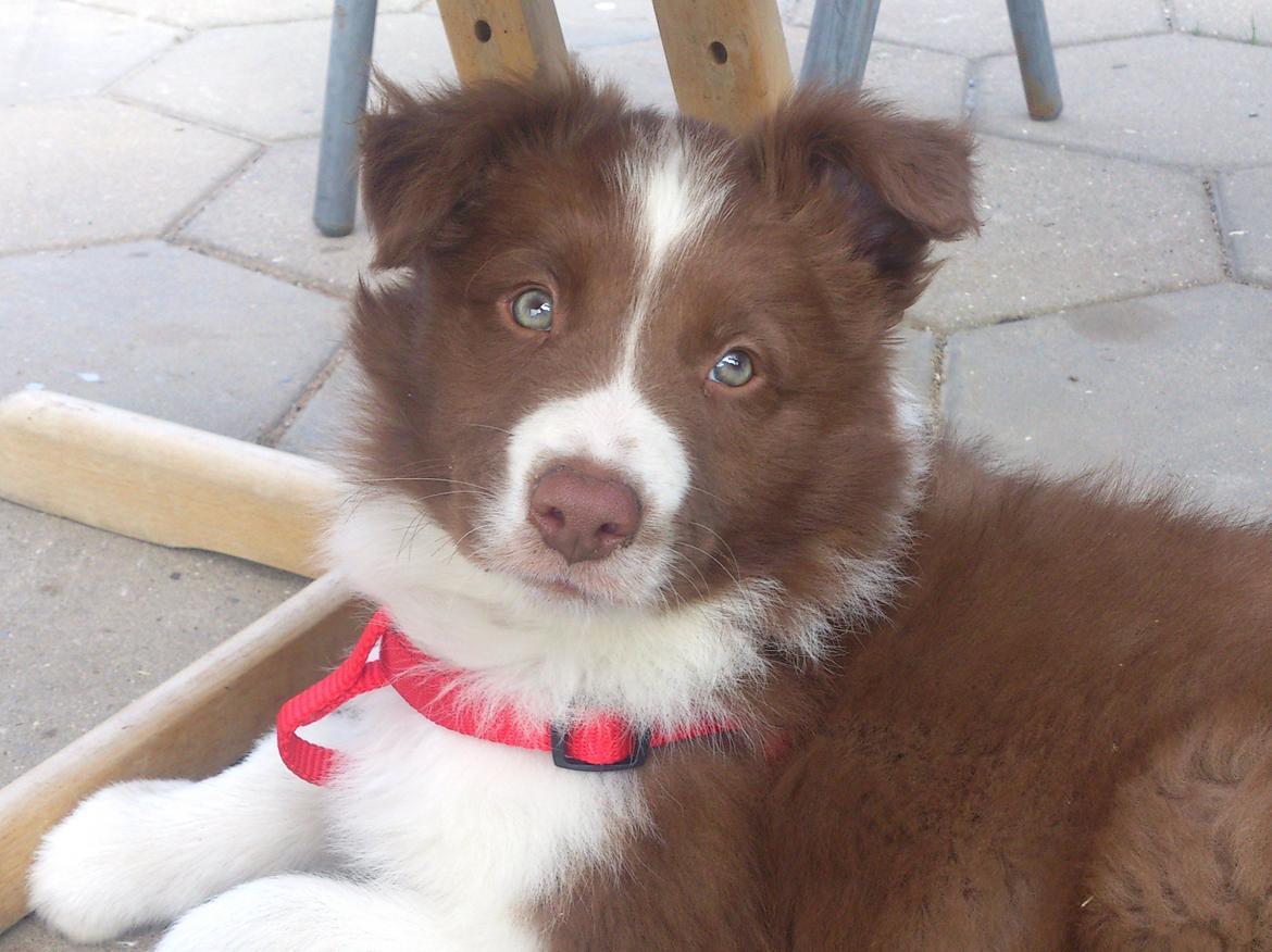 Border collie Rofus billede 15