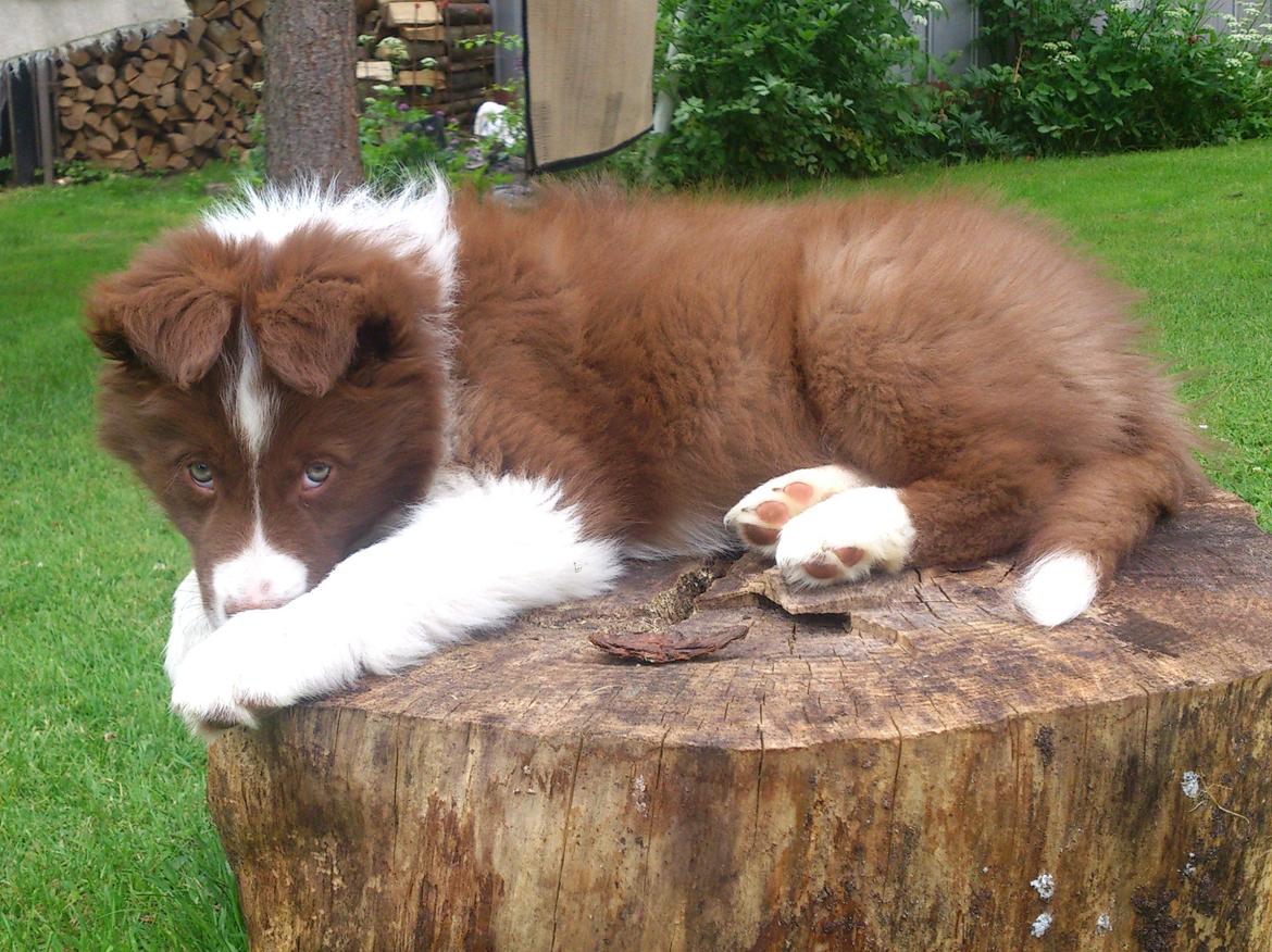 Border collie Rofus billede 16