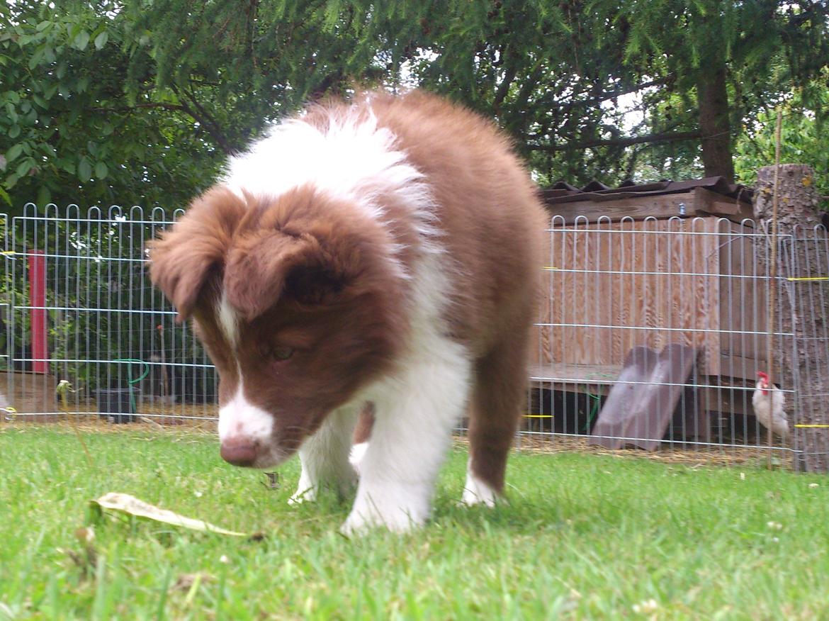 Border collie Rofus billede 17
