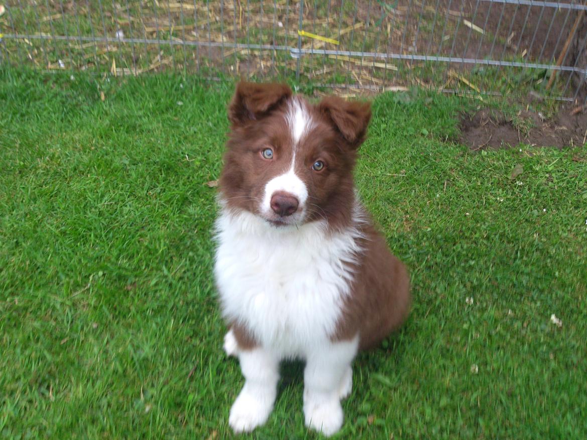 Border collie Rofus billede 14