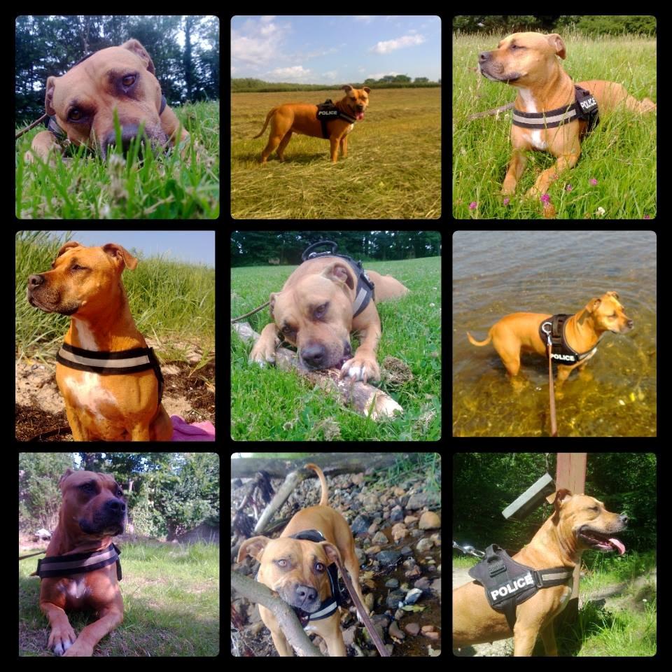 Amerikansk staffordshire terrier Chico - Juli 2013 billede 17