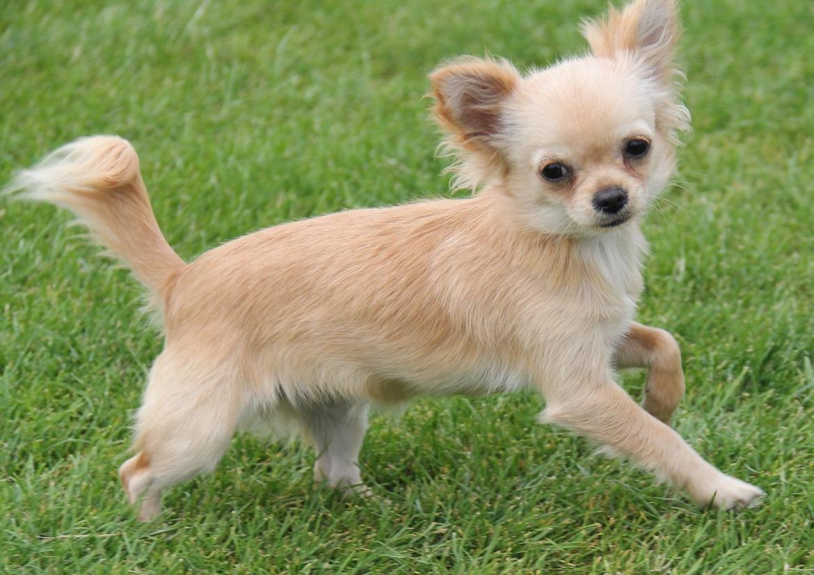 Chihuahua Ravns Miss Money-Penny - 14/7-2013 billede 16