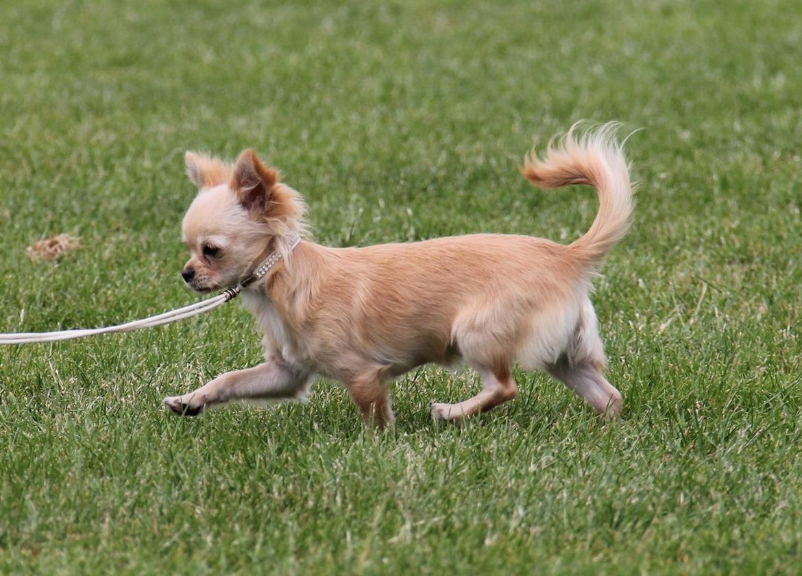 Chihuahua Ravns Miss Money-Penny - 14/7-2013 billede 17