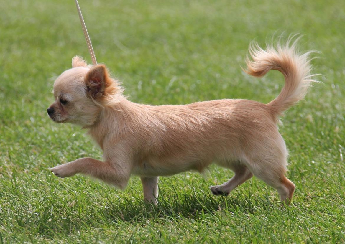 Chihuahua Ravns Miss Money-Penny - 14/7-2013 billede 18