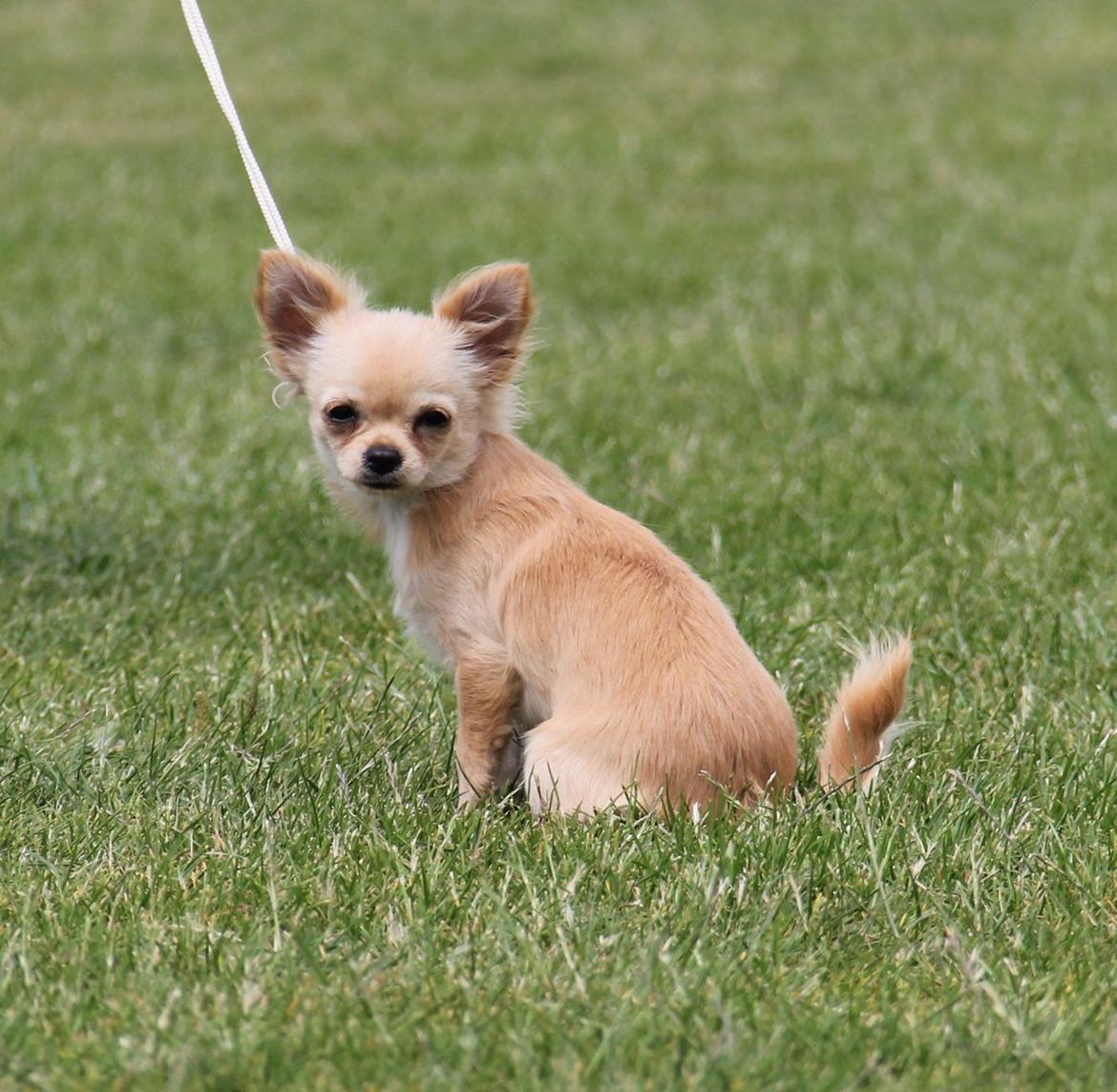 Chihuahua Ravns Miss Money-Penny - 14/7-2013 billede 19