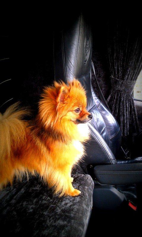 Pomeranian Ane's Dolly  (Neela) - Så er Neela med far ud og køre lastbil. billede 15
