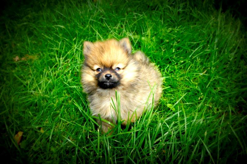 Pomeranian Ane's Dolly  (Neela) - Neela 9 uger. Sikke en skøn bamse <3 billede 16