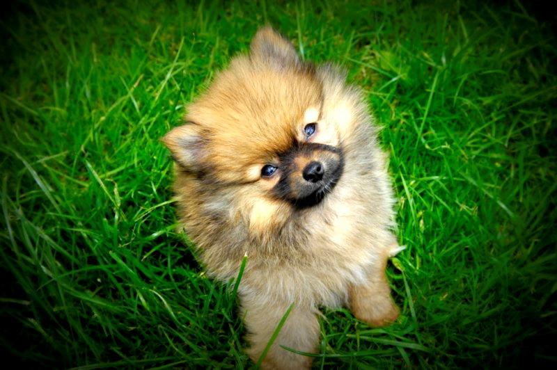 Pomeranian Ane's Dolly  (Neela) billede 17