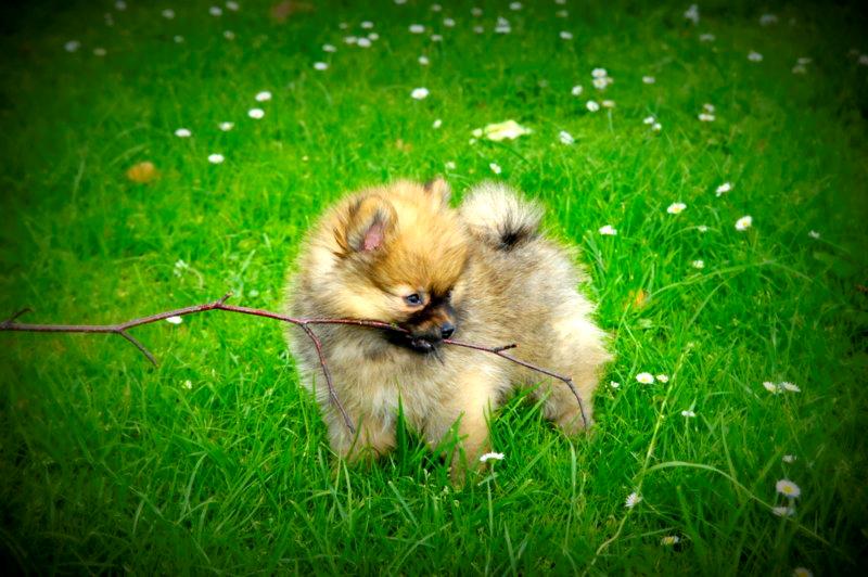 Pomeranian Ane's Dolly  (Neela) billede 19