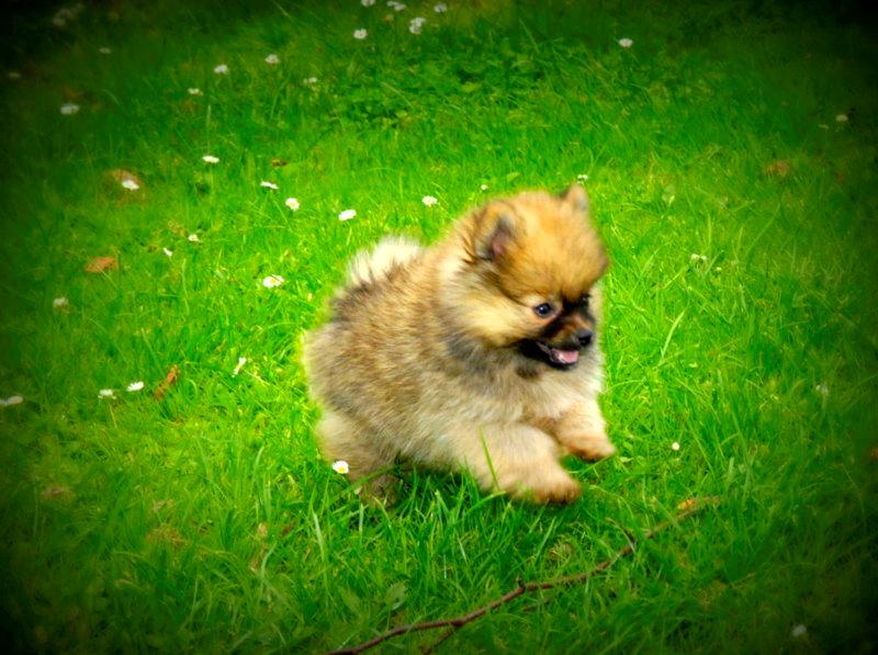 Pomeranian Ane's Dolly  (Neela) billede 20