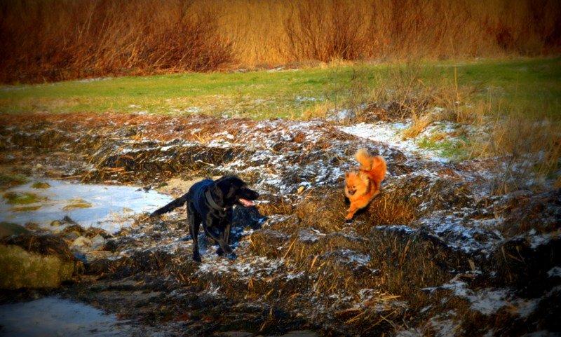 Pomeranian Ane's Dolly  (Neela) - Neela og Emma en vinterdag, ved fjorden. billede 10