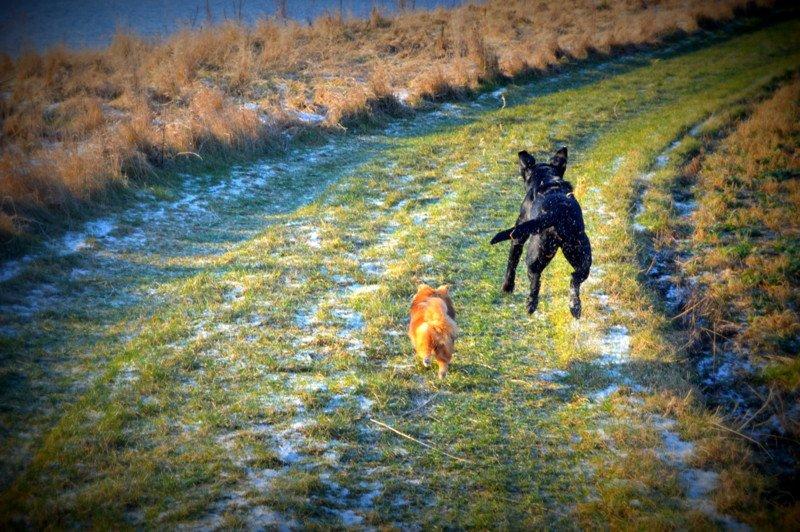 Pomeranian Ane's Dolly  (Neela) - ' Jeg har den!! ' billede 22