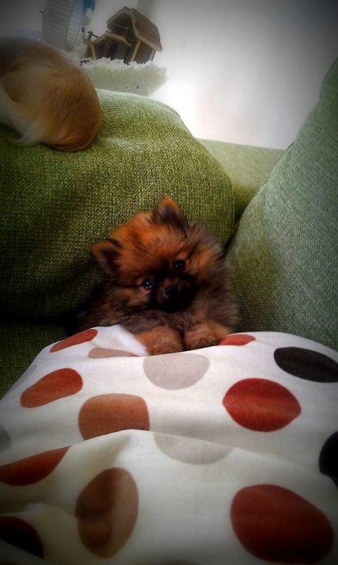 Pomeranian Ane's Dolly  (Neela) billede 24