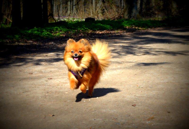Pomeranian Ane's Dolly  (Neela) - Happy face . billede 26