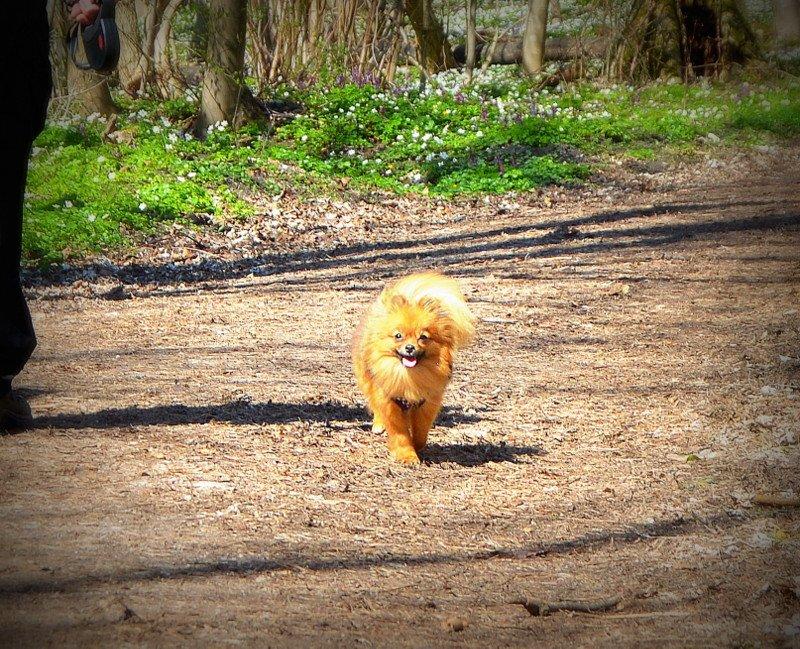 Pomeranian Ane's Dolly  (Neela) - Racerhunden billede 6