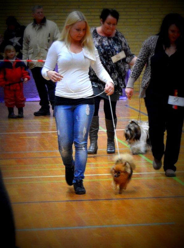 Pomeranian Ane's Dolly  (Neela) - Første udstilling. billede 7