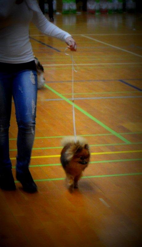 Pomeranian Ane's Dolly  (Neela) billede 31