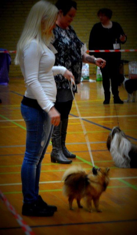 Pomeranian Ane's Dolly  (Neela) billede 33