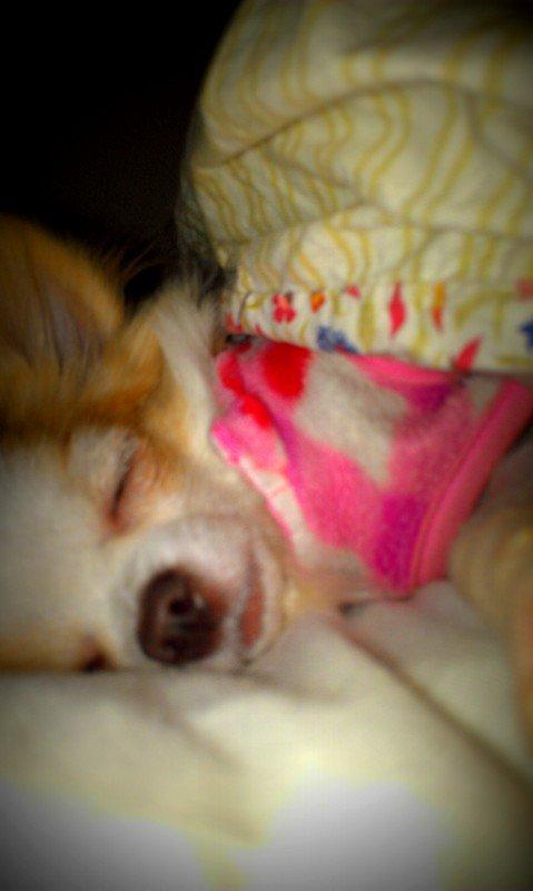 Chihuahua Mazey (Tut) billede 19