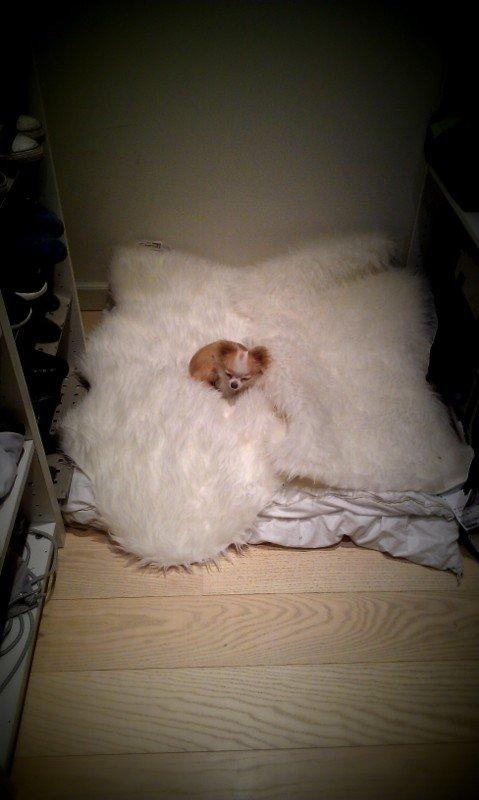 Chihuahua Mazey (Tut) billede 20