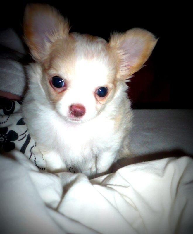 Chihuahua Mazey (Tut) billede 21