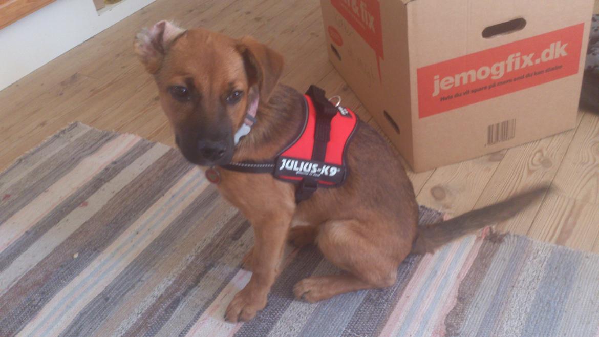 Blanding af racer Kaydee <3 billede 15