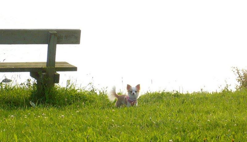 Chihuahua Mazey (Tut) billede 22