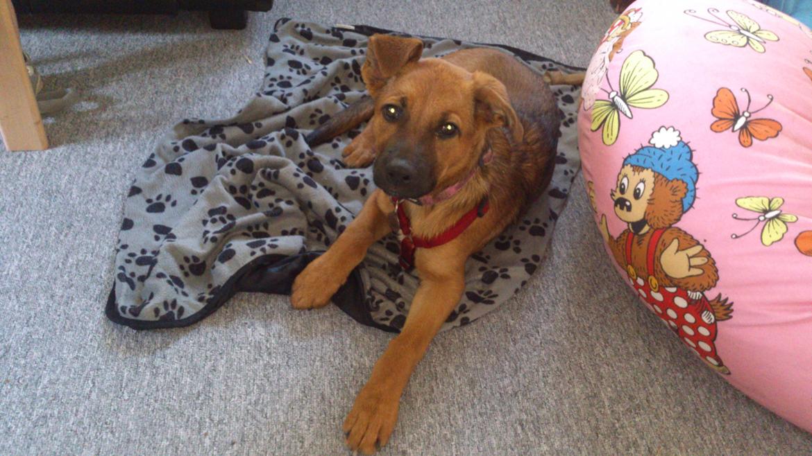 Blanding af racer Kaydee <3 billede 16