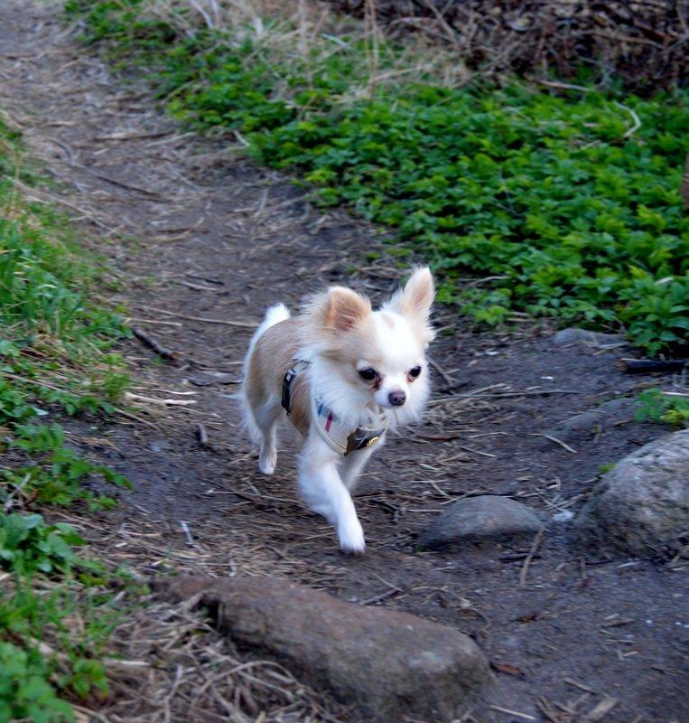 Chihuahua Mazey (Tut) billede 24