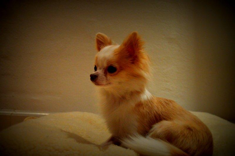 Chihuahua Mazey (Tut) billede 25