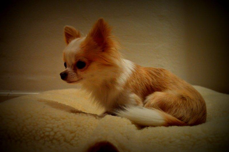 Chihuahua Mazey (Tut) billede 26