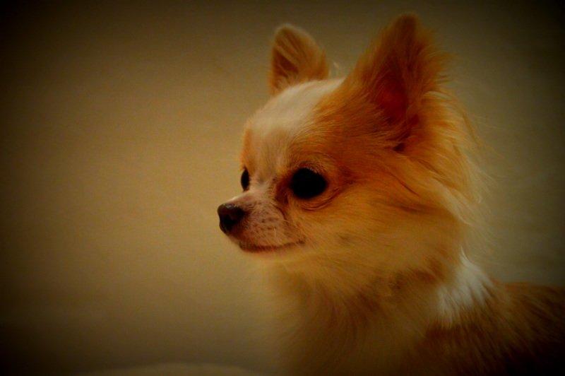 Chihuahua Mazey (Tut) billede 27