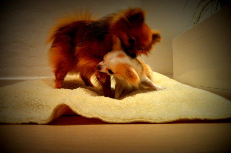 Chihuahua Mazey (Tut) billede 29