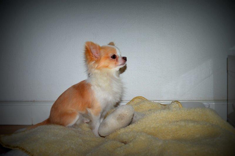 Chihuahua Mazey (Tut) billede 30