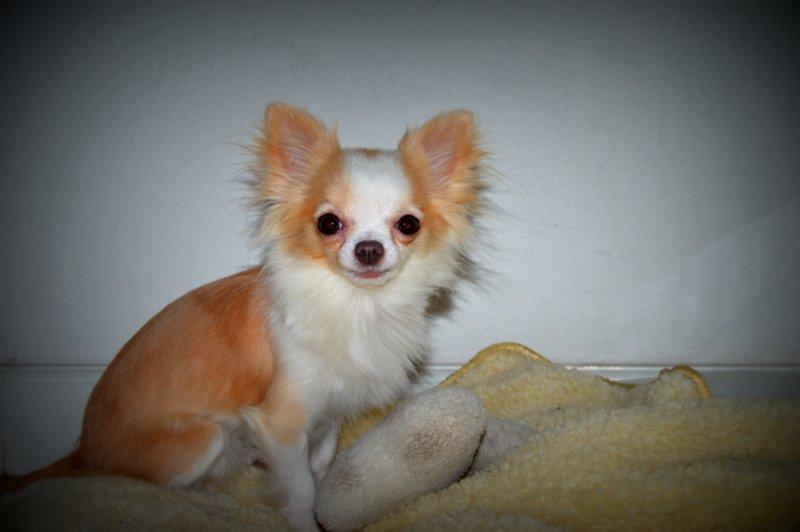 Chihuahua Mazey (Tut) billede 12