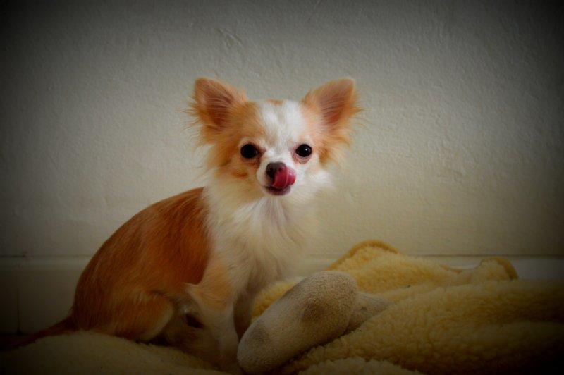 Chihuahua Mazey (Tut) billede 31