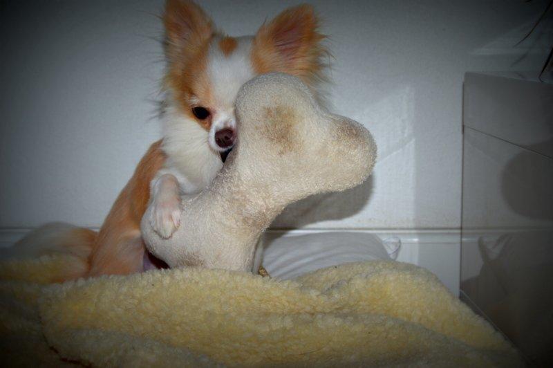 Chihuahua Mazey (Tut) billede 32