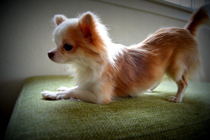 Chihuahua Mazey (Tut) billede 33