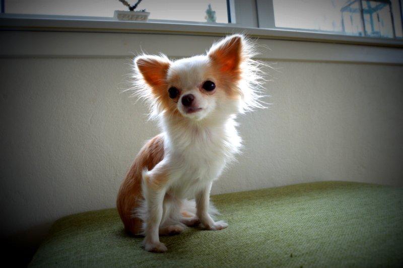 Chihuahua Mazey (Tut) billede 34