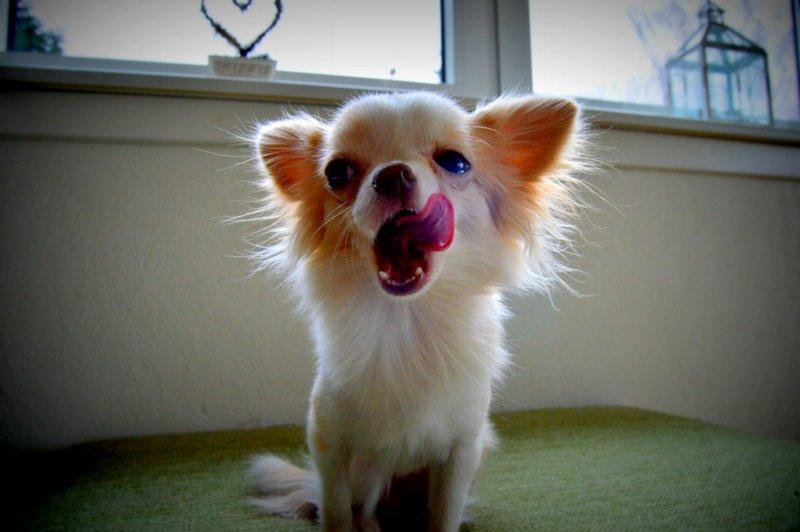 Chihuahua Mazey (Tut) billede 35