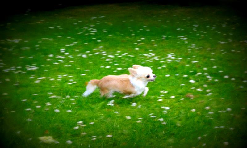 Chihuahua Mazey (Tut) billede 36