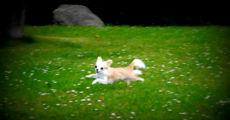 Chihuahua Mazey (Tut) billede 37