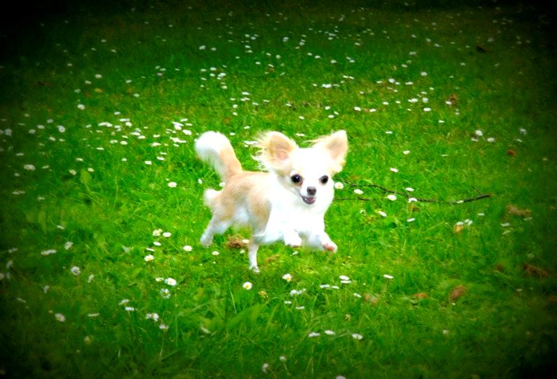 Chihuahua Mazey (Tut) billede 38