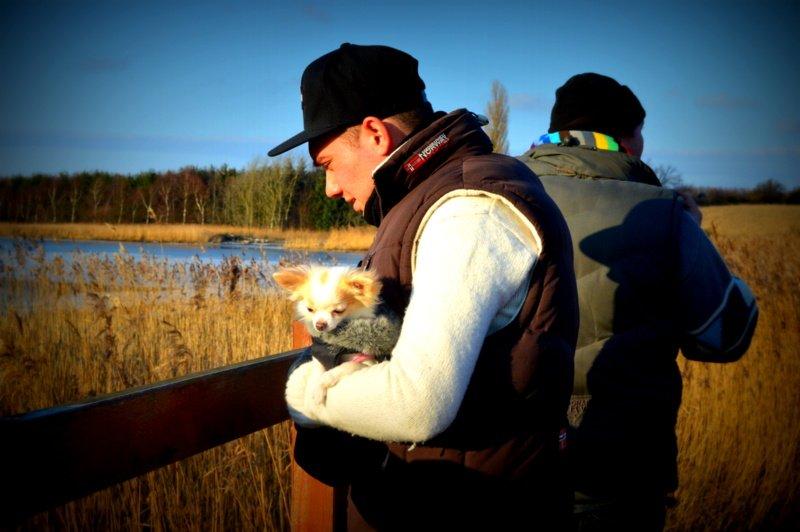 Chihuahua Mazey (Tut) billede 39