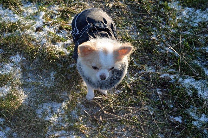 Chihuahua Mazey (Tut) billede 40