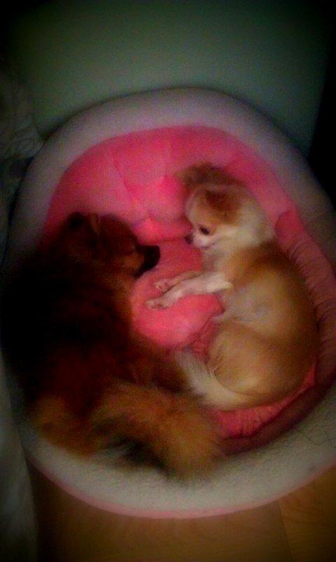 Chihuahua Mazey (Tut) billede 41
